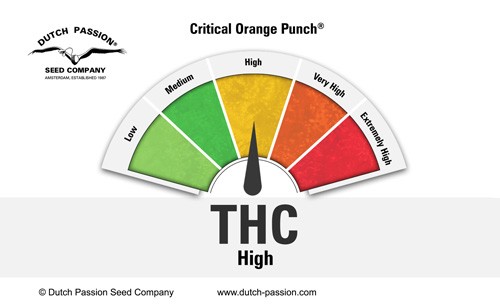 critical-orange-punch-terpenes-and-cannabinoids-dutch-passion-cannabis-seed-company