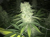 Blue Forest Berry
