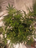 IMG_20201111_183015