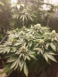 Sage week5B