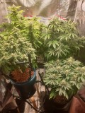 TH week 5
