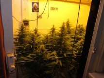 32bloom (5)
