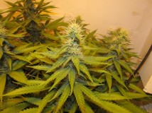 32bloom (6)