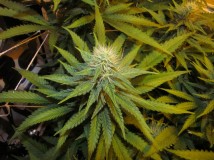 32bloom (7)