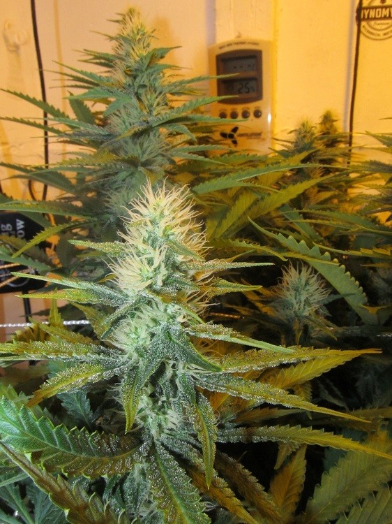 32bloom (8)