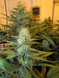 32bloom (8)