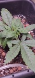 BrokenPlantStageOneStill