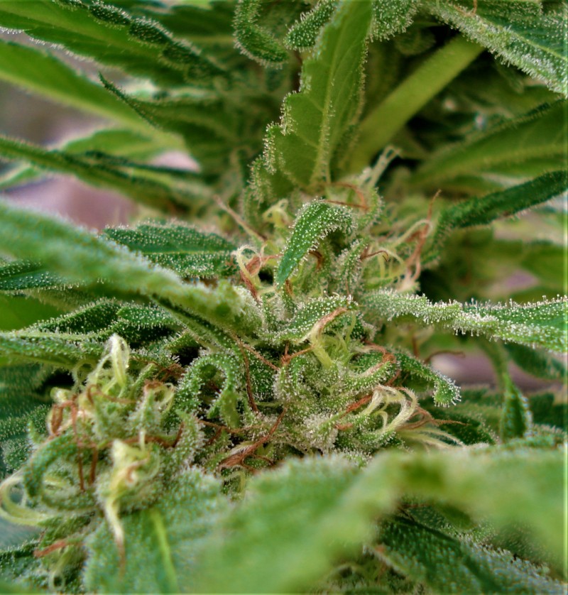 Auto Super Hash pyramid seeds