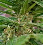 Auto Super Hash pyramid seeds