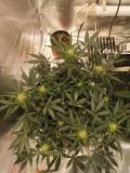 IMG_20201115_125718