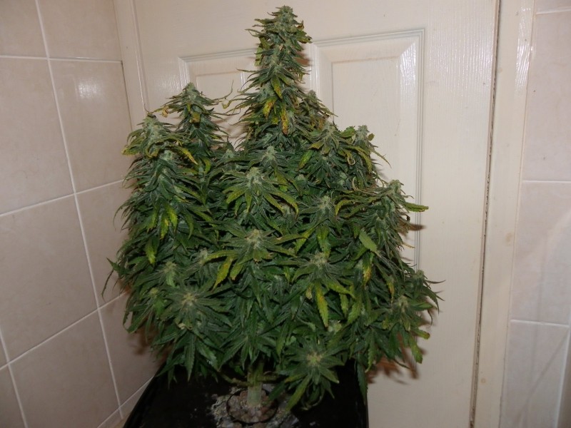 IMGP0042