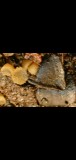 Screenshot_20201119-215617_Gallery