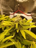 Killer Queen Week 6 2