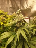 Sage N Sour week 6 2