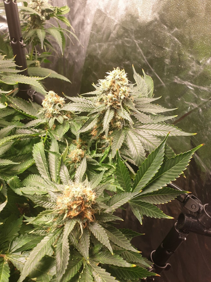 Sage week 6 2