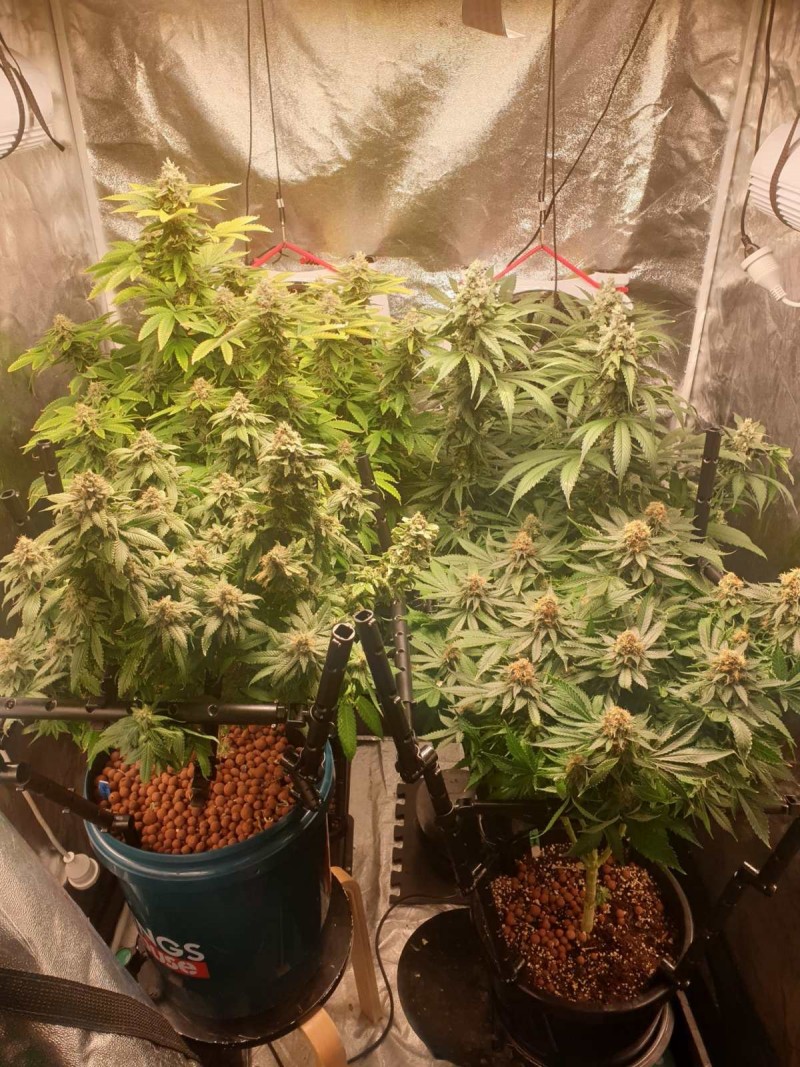 TH in Da Tent Week 6