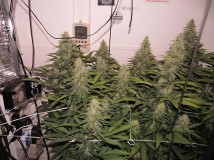 39bloom (4)