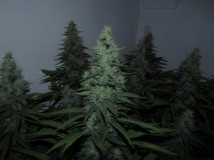 39bloom (9)