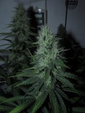 39bloom (10)
