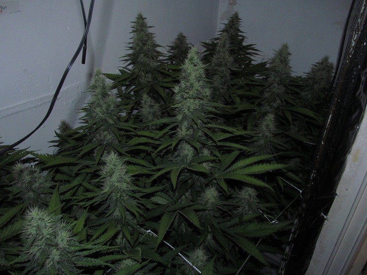 39bloom (11)