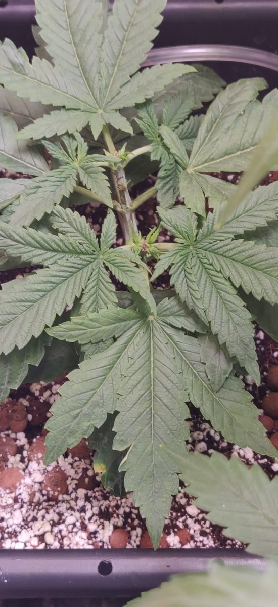 PlantB-4-Stems