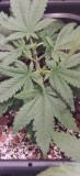 PlantB-4-Stems