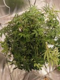 IMG_20201122_181407