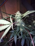 IMG_20201122_184249