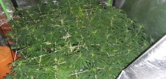 IMG-20201122-WA0059