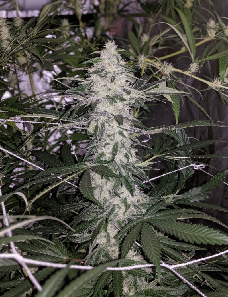 Choc Og#2
