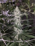 Choc Og#2