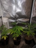 Kalamta after topping