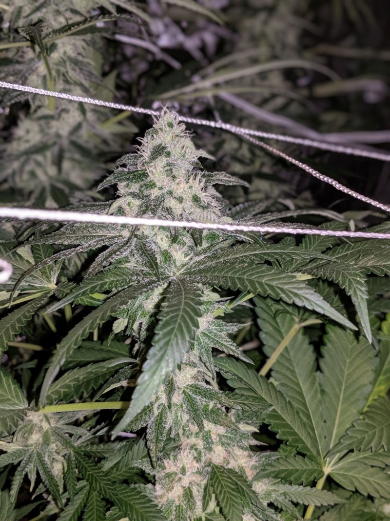 Og#1