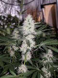 Sour garlic cookies