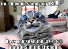 funny-shit-funny-cats