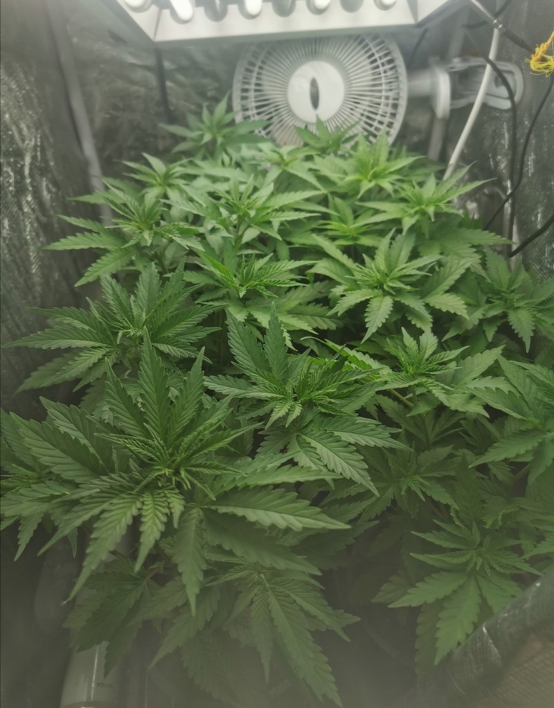 Screenshot_20201124_090221