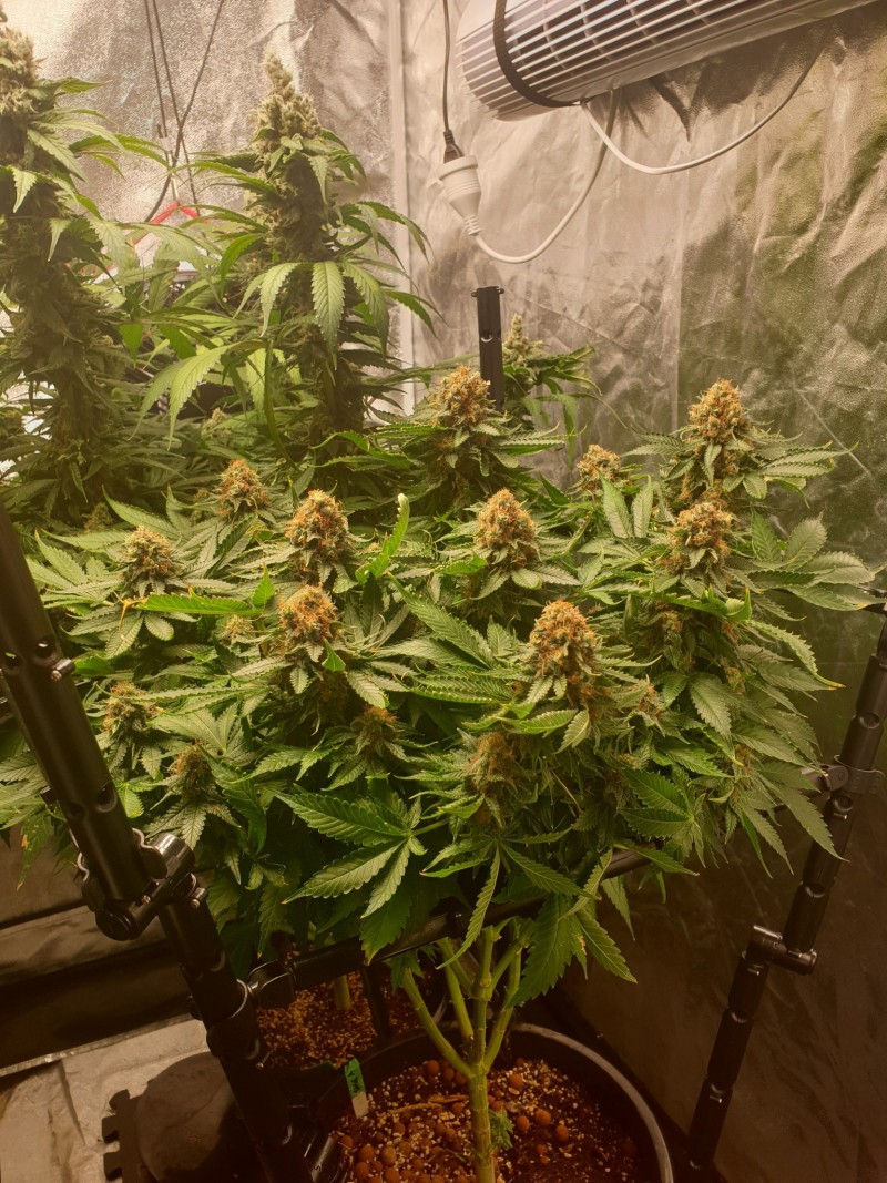 Sage week 7