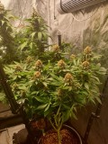 Sage week 7