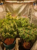 TH week 7