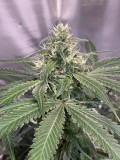 45BBB127-2F20-485D-8BBD-5CBD7807F891