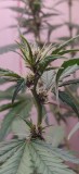 buds_punch