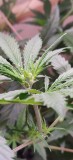 buds_cindy