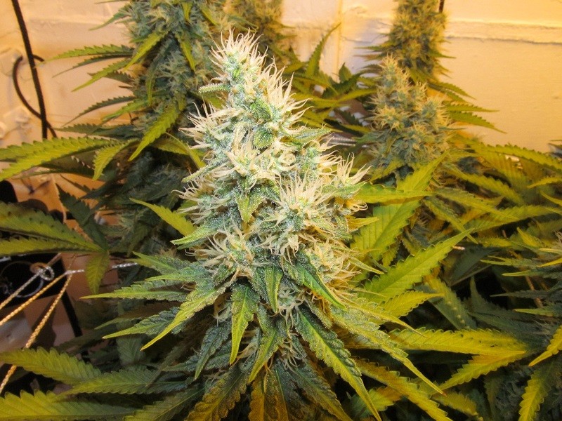 43 (7)