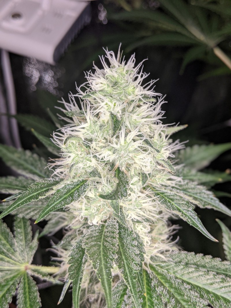sour garlic cookies