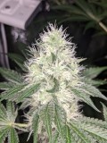 sour garlic cookies