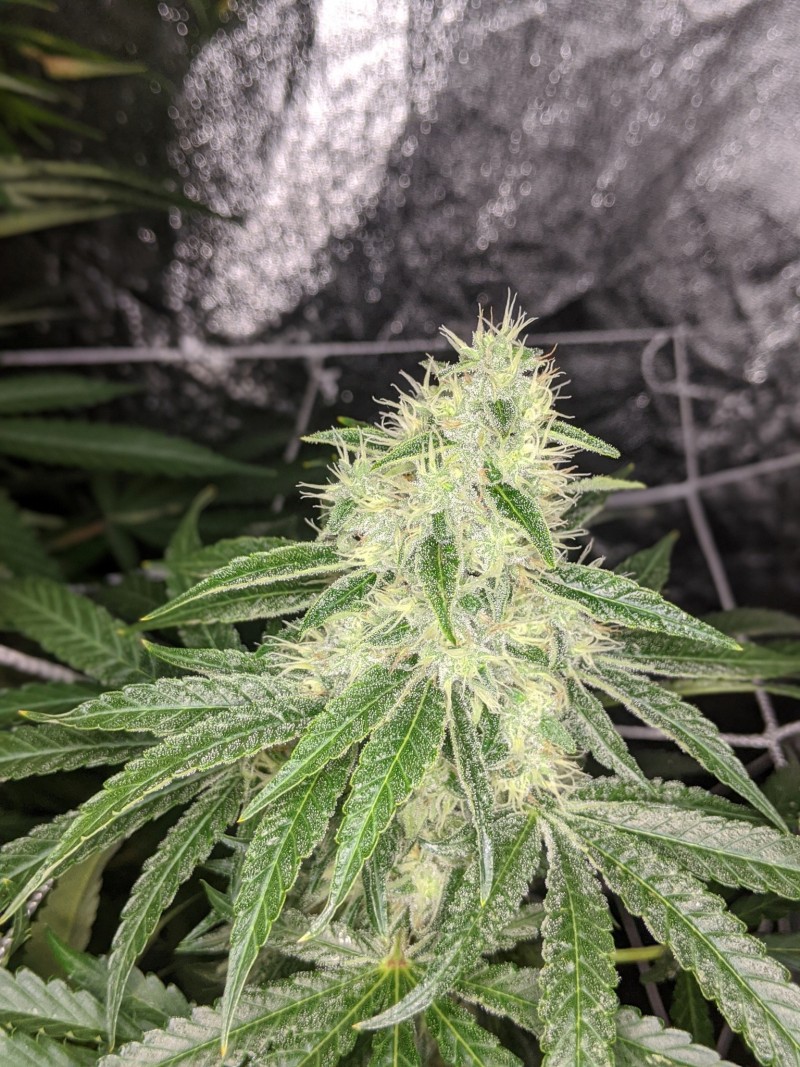 chocomania og
