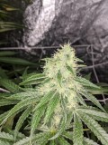 chocomania og
