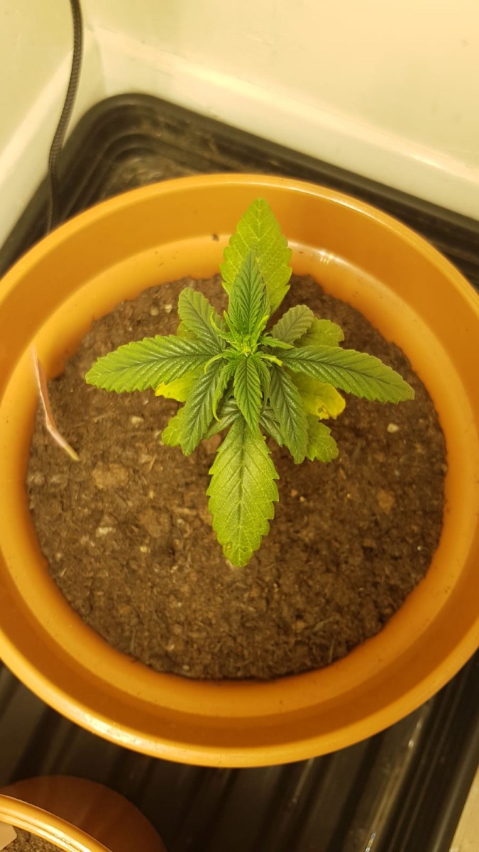 wk_5.2