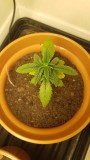 wk_5.2