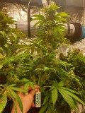 S&S Week8C